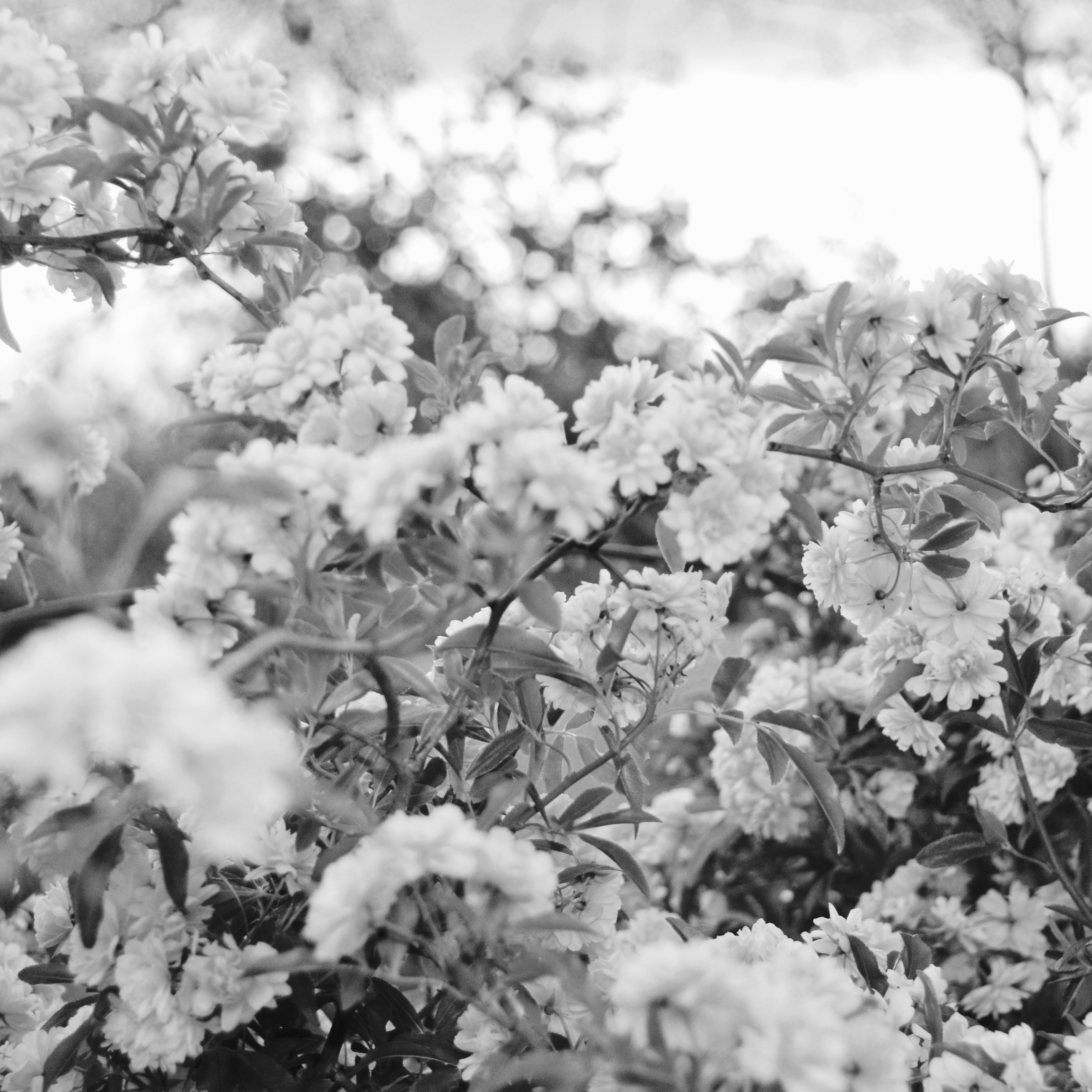 roses